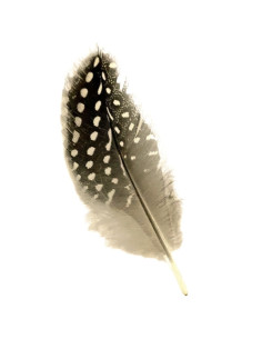 Plumas Nail Art Purple P518, 2 unidades
